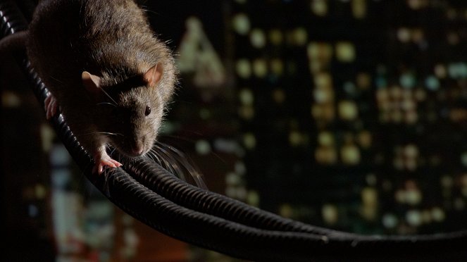 Wissen hoch 2 - Das erstaunliche Leben der Ratten – Unterwegs in Rat City - De la película