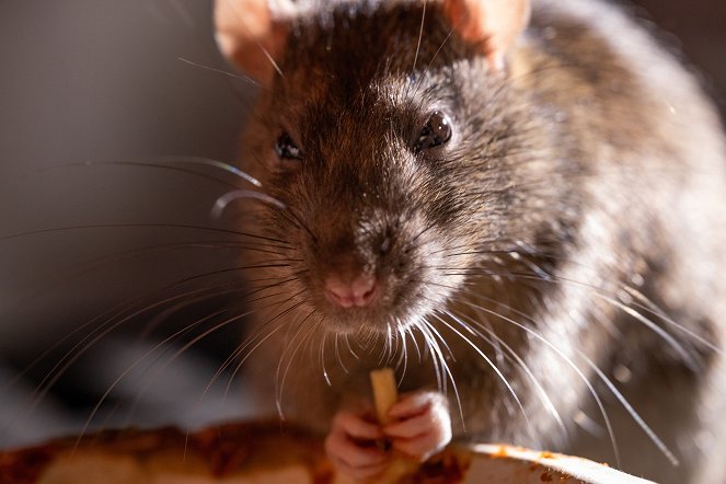 Wissen hoch 2 - Das erstaunliche Leben der Ratten – Unterwegs in Rat City - Z filmu