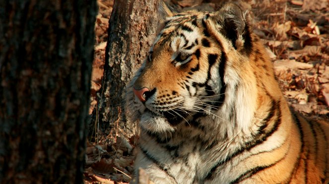 Tigre de Sibérie, seigneur sans frontières - De filmes