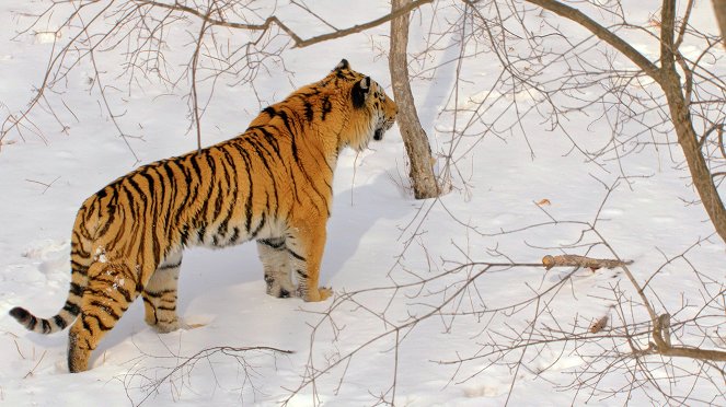 A szibériai tigrisek titkos királysága - Filmfotók