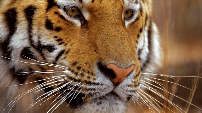 A szibériai tigrisek titkos királysága - Filmfotók