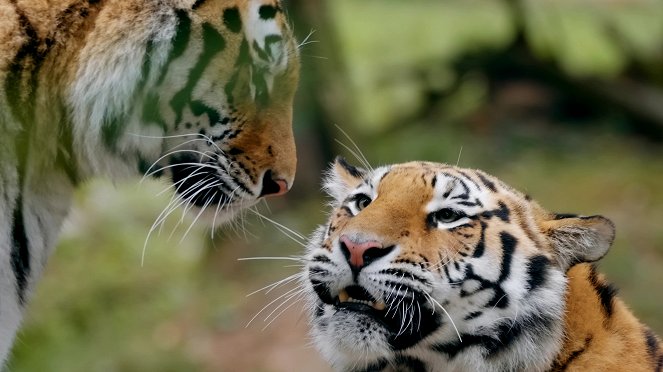 Tigre de Sibérie, seigneur sans frontières - De la película