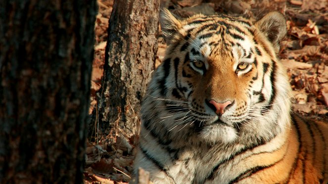 Tigre de Sibérie, seigneur sans frontières - De la película