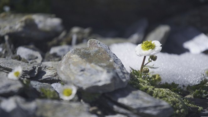 L'Abominable Mystère des fleurs - Z filmu