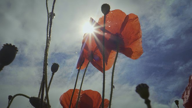 L'Abominable Mystère des fleurs - Z filmu