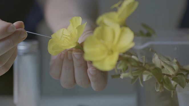 L'Abominable Mystère des fleurs - Z filmu