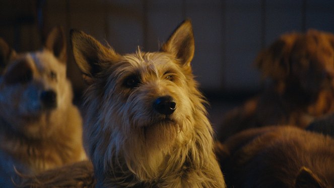 DogMan - A kutyák ura - Filmfotók