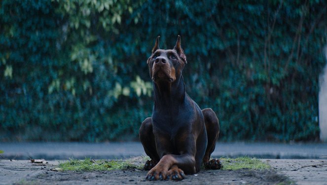 DogMan - A kutyák ura - Filmfotók