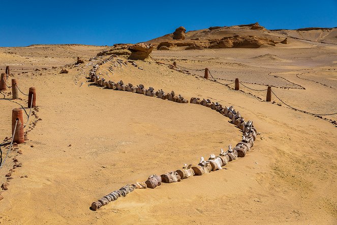 Tajemné údolí velryb v Egyptě - Z filmu