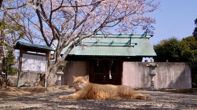 The Cats of Gokogu Shrine - Photos