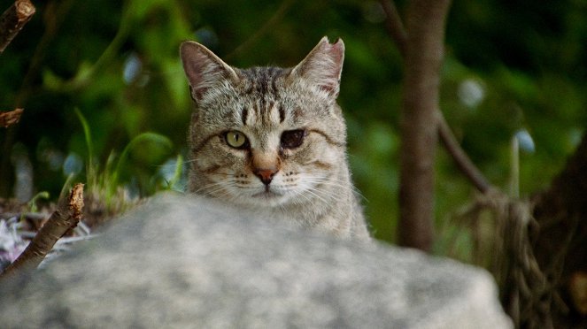 The Cats of Gokogu Shrine - Photos