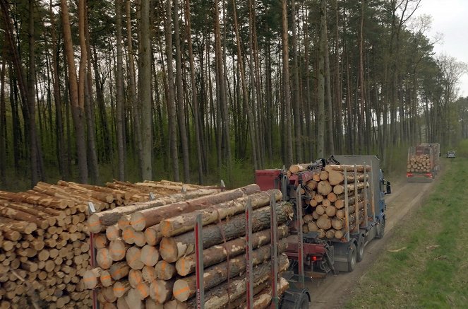 Ikea : Le seigneur des forêts - Film