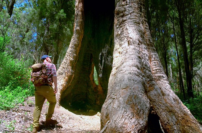 In den Feuerwäldern Westaustraliens - Die Walpole Wilderness - Film