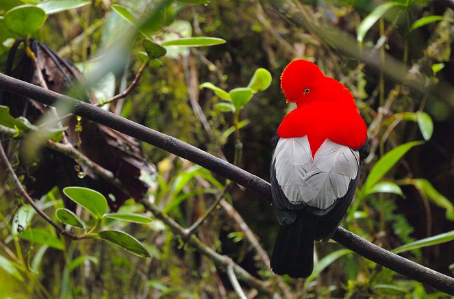 L’Equateur, au sommet de la biodiversité - Z filmu