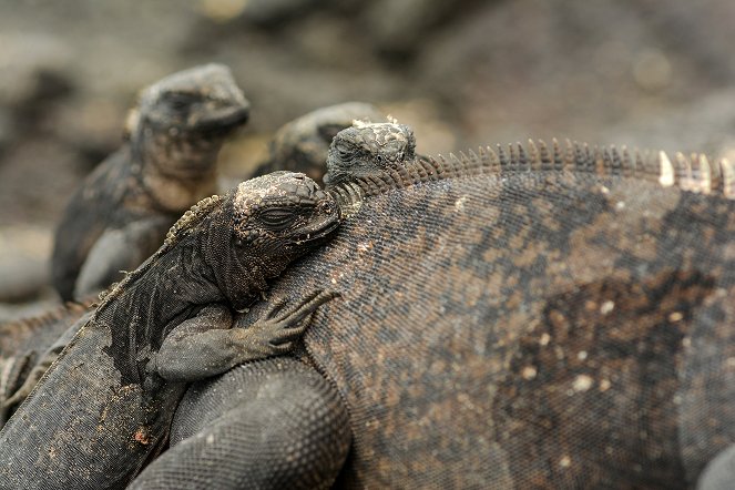 Galapagos: Hope for the Future - Photos