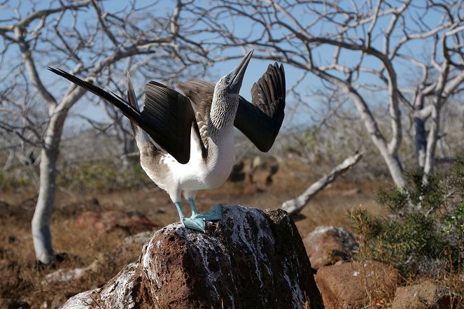 Galapagos: Hope for the Future - Van film