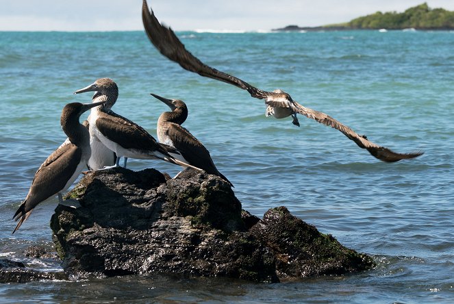 Galapagos - Filmfotos