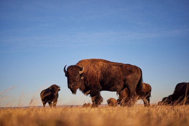 Lovci bizonů - Z filmu