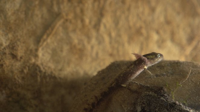 Salamander - Made to Adapt - Photos