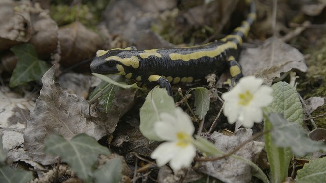 Salamander - Made to Adapt - Photos