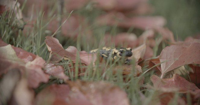 Le Pari de la Salamandre - Filmfotos
