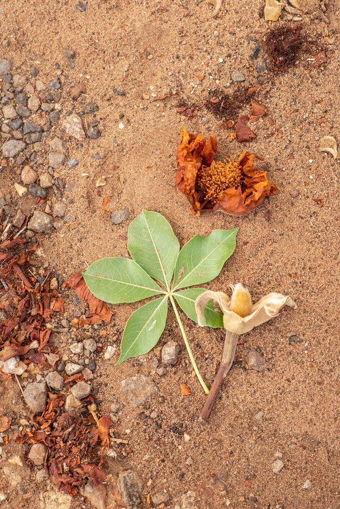 Africká abeceda - Filmfotos