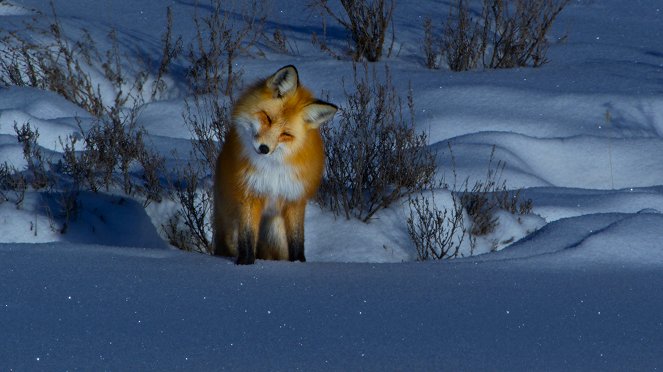 Earthsounds - Winter Woodlands - Photos