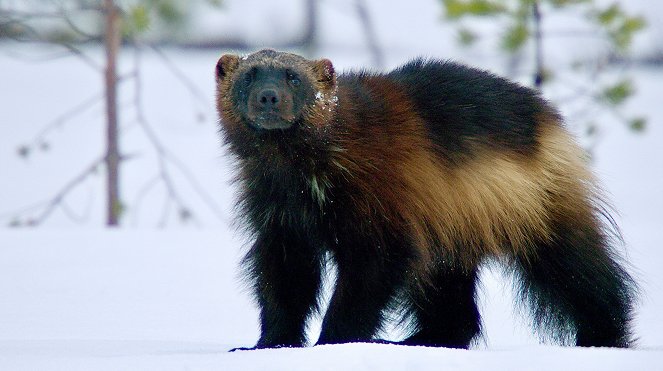 Schweden – Ruf der Wildnis - Z filmu