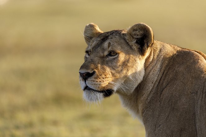 Královny říše zvířat - Královny Afriky - Z filmu
