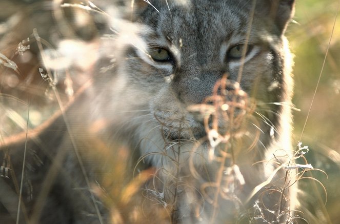 Der Harz – Wildnis mitten in Deutschland - Kuvat elokuvasta