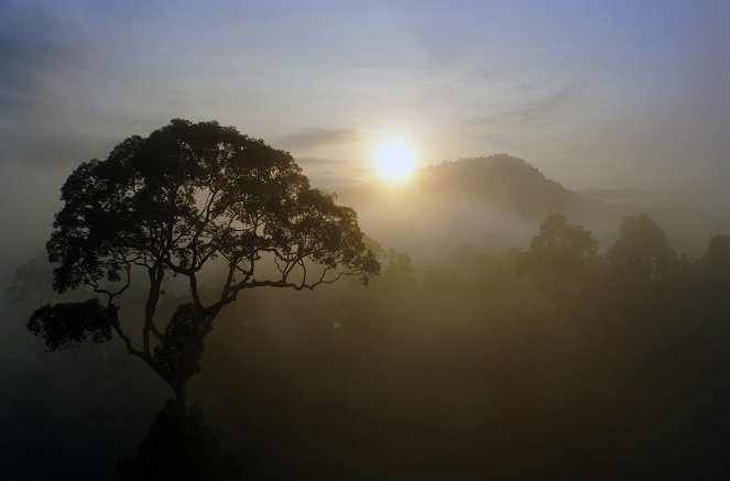 Paradiese aus Menschenhand - Hoffnung für den Regenwald? - Kuvat elokuvasta