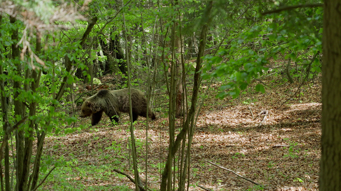 Divoká Poľana: Vlci z Poľany - Filmfotos