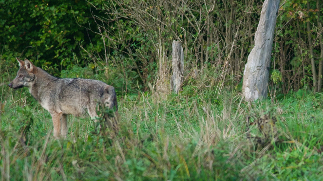 Divoká Poľana: Vlci z Poľany - Filmfotók