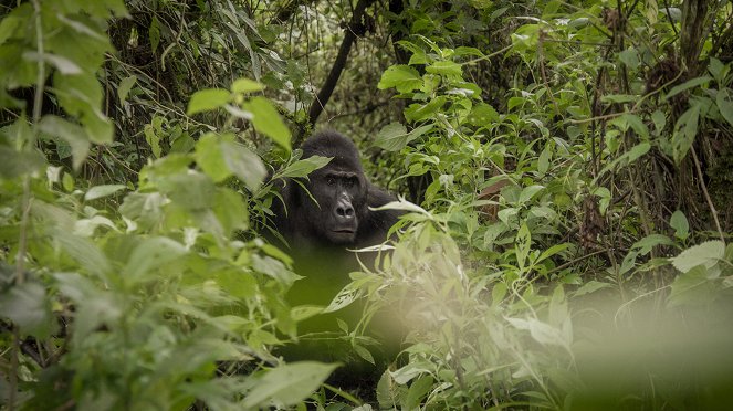 Universum: Expedition Gorilla - Filmfotos