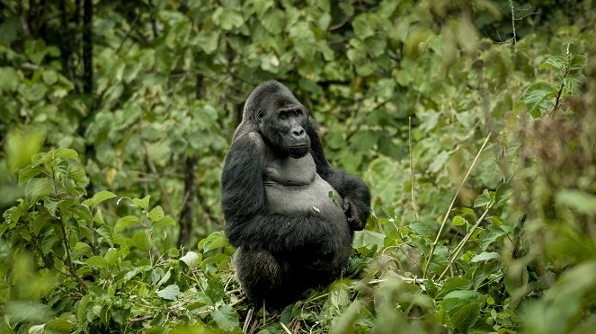 Universum: Expedition Gorilla - Kuvat elokuvasta