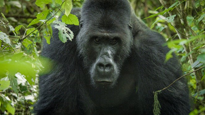 Universum: Expedition Gorilla - Filmfotos