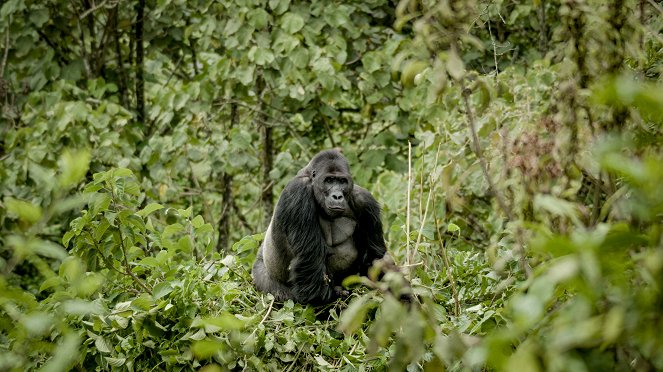 Universum: Expedition Gorilla - Photos