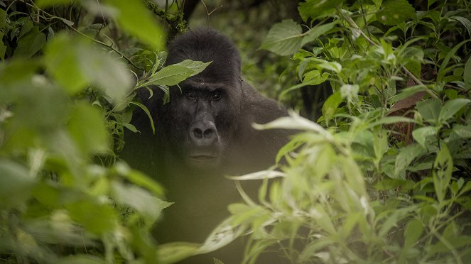 Universum: Expedition Gorilla - Photos