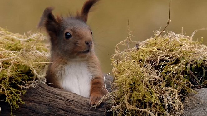 Écureuil : les tribulations d'une forestière - De la película