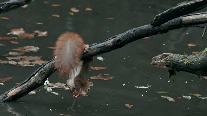Écureuil : les tribulations d'une forestière - Film