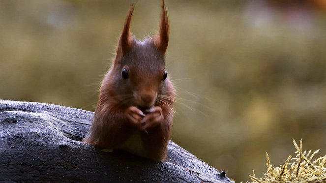 Écureuil : les tribulations d'une forestière - Do filme
