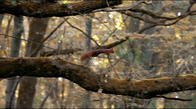 Écureuil : les tribulations d'une forestière - Z filmu