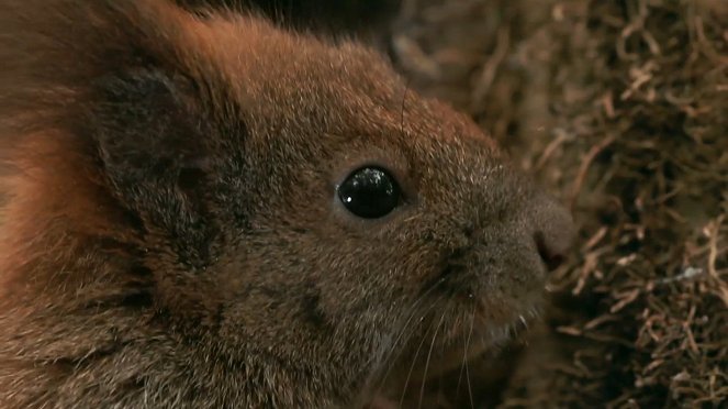 Écureuil : les tribulations d'une forestière - De filmes