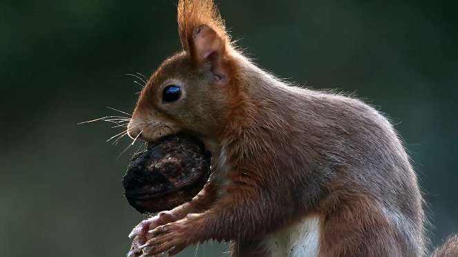 Écureuil : les tribulations d'une forestière - Van film