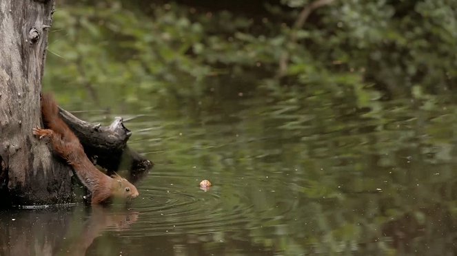 Écureuil : les tribulations d'une forestière - Van film