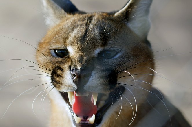 Karakal-Katze - Von der Savanne nach Kapstadt - Filmfotos