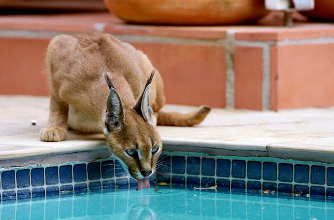 Karakal-Katze - Von der Savanne nach Kapstadt - Filmfotos