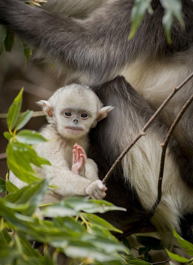 Kína misztikus majmai - Filmfotók