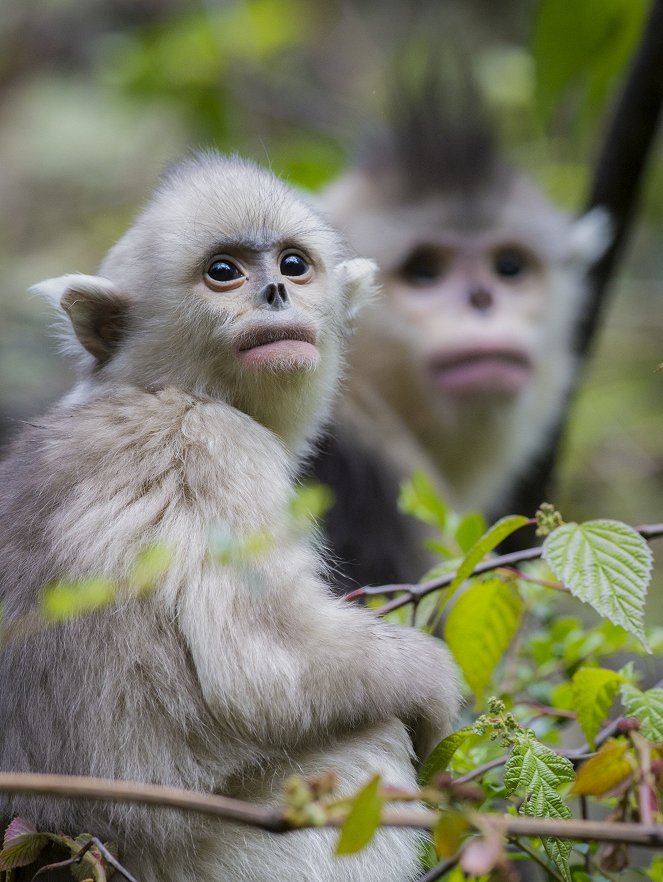 Mystery Monkeys Of Shangri-La - Photos