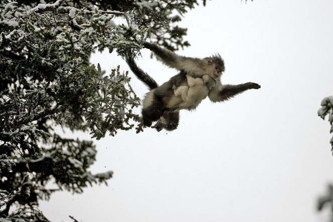 Mystery Monkeys Of Shangri-La - Photos